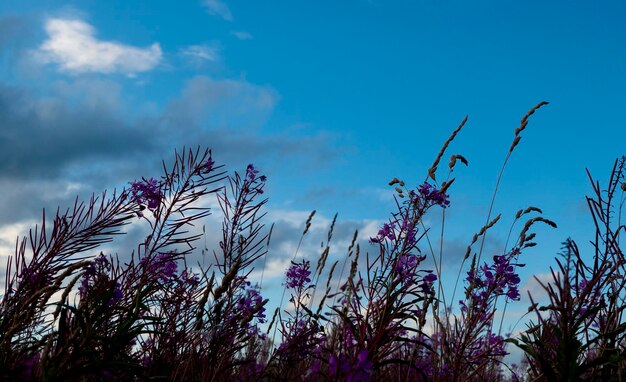 Blühender Weidenröschen-Iwan-Tee auf blauem Himmel Weidenröschen-Wiesen-Weidenröschen-Tee