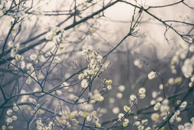 Blühender Weidenzweig im Frühling, saisonaler Vintage-Osterhintergrund mit Kopierraum