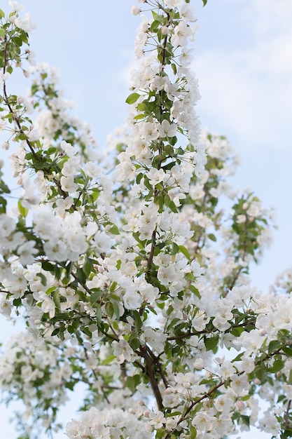 Blühender weißer Apfelbaum im Frühjahr Der Duft eines blühenden Apfelbaums Apfelplantage in der Nähe