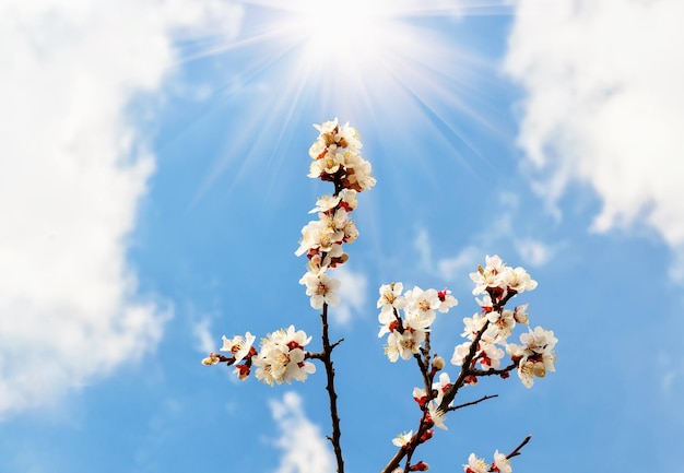 Blühender Zweig der Aprikose auf bewölktem Himmel des Sonnenhintergrundes
