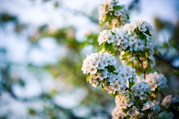 Blühender Zweig der Birne. blühender Frühlingsgarten. Blumen Birne Nahaufnahme. Der Hintergrund jedoch unscharf