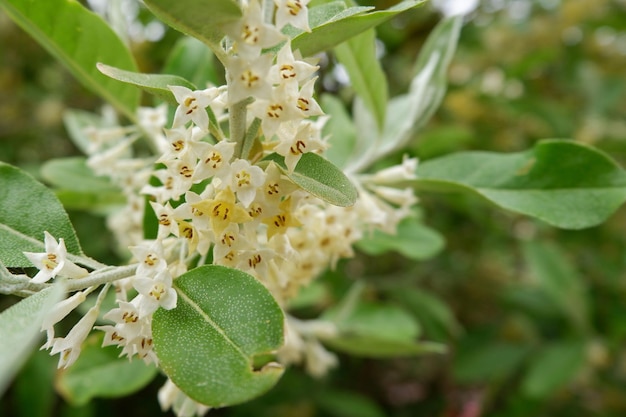 Blühender Zweig der Herbstolivenpflanze Elaeagnus Umbellata weicher Fokus