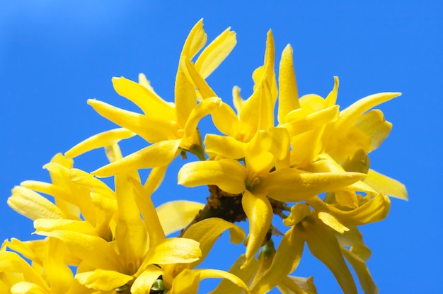 Blühender Zweig des Baumes mit gelben Blumen auf blauem Himmel