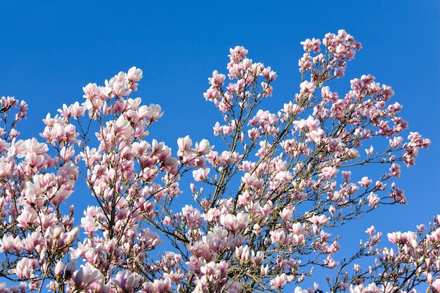 Blühender Zweig des Magnolienbaums (auf Blütenbaumhintergrund)