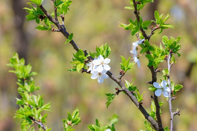 Blühender Zweig eines Kirschbaums im Frühjahr