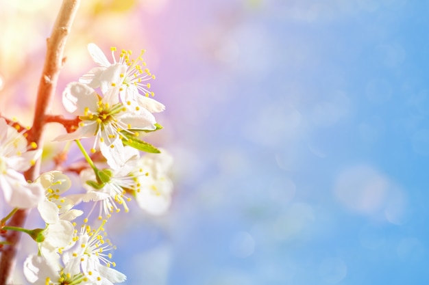 Blühender Zweig eines Kirschbaums, Natur, Frühlingsblüte, zarte Kopfblumen und blauer Himmel mit Sonnenlicht. Frühling. Speicherplatz kopieren.
