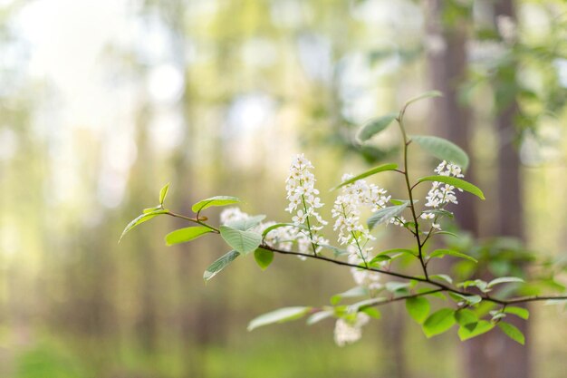 Blühender Zweig im Wald im Frühling Frühling Hintergrund