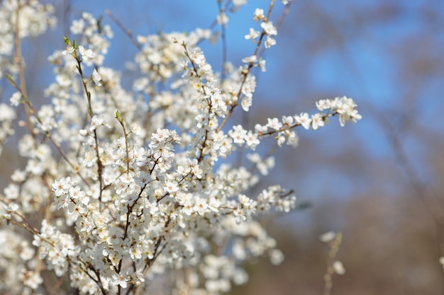 Blühender Zweig mit Blüten der Kirschpflaume. Blühender Baum. Idee und Konzept von Frühling, Erwachen und Gesundheit