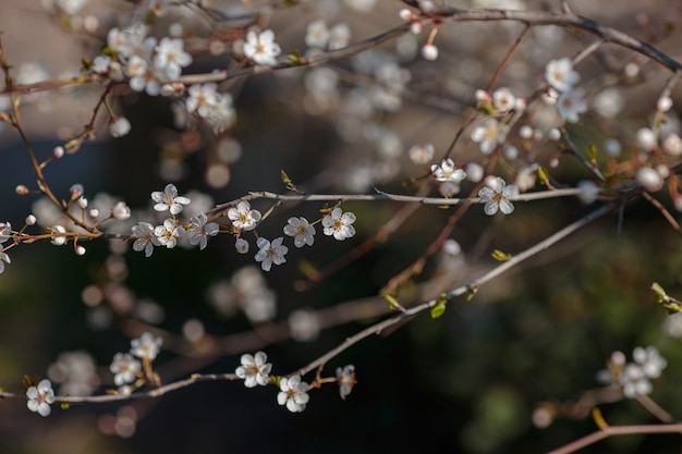 Blühender Zweig mit Blüten der Kirschpflaume. Blühender Baum. Idee und Konzept von Frühling, Erwachen und Gesundheit