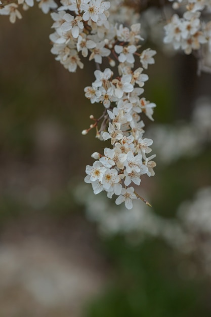 Blühender Zweig mit Blüten der Kirschpflaume. Blühender Baum. Idee und Konzept von Frühling, Erwachen und Gesundheit