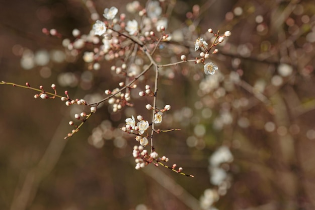 Blühender Zweig mit Kirschpflaumenblüten