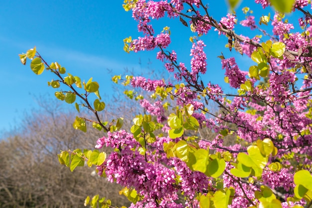 Blühender Zweig von Cercis siliquastrum im Garten