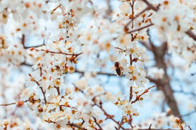 Blühender Zweig wilder Pflaumen. Wilde Pflaumenblüten im Frühling. Natur