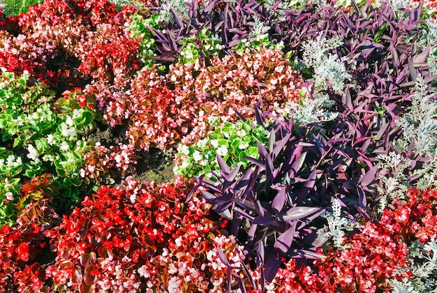 Blühendes buntes Blumenbeet im Sommerstadtpark