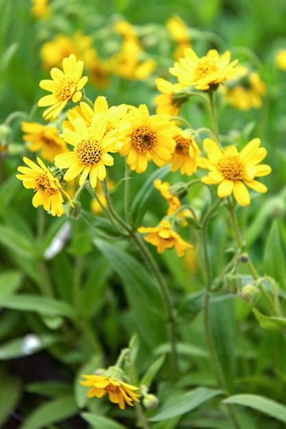 Blühendes Dahlberg-Gänseblümchen in einer Lichtung Blumenhintergrund