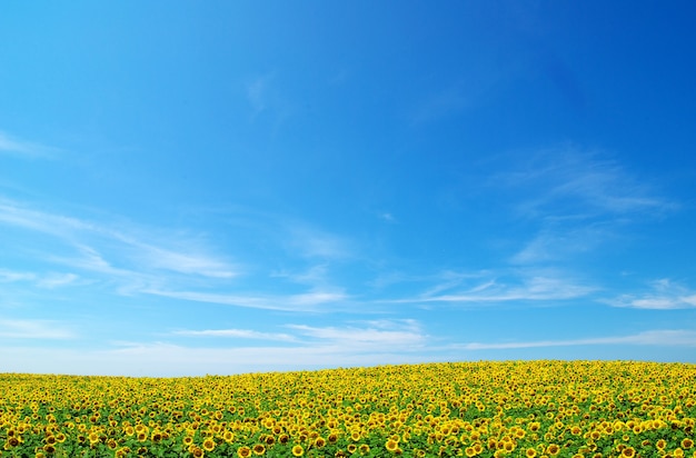 Blühendes Feld der Sonnenblumen auf blauem Himmel