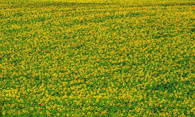 Blühendes Feld einer Sonnenblumen