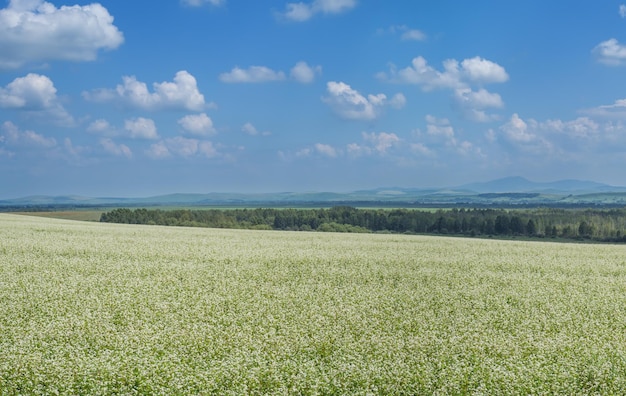 Blühendes Feld mit Buchweizen und Sommerhimmel mit Wolken