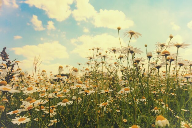 Blühendes Feld mit Kamille blüht schönen Naturblumenhintergrund