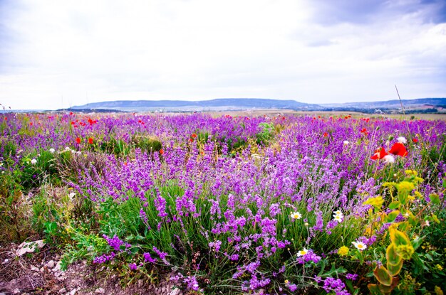 Blühendes Feld von Lavendel, Landschaft