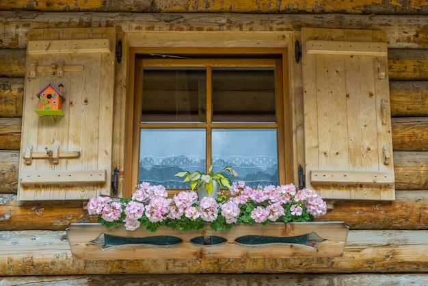 Blühendes Fenster