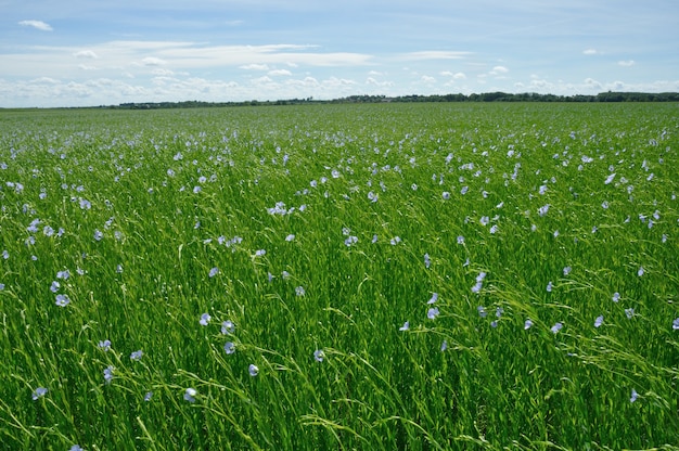 Blühendes Flachsfeld