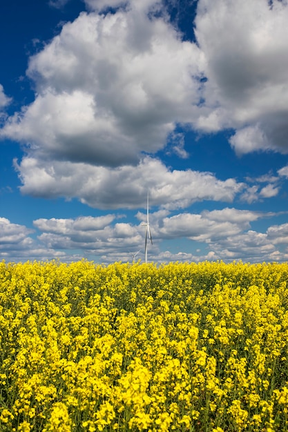 Blühendes gelbes Feld gegen den Himmel mit Wolken mit einer geringen Schärfentiefe