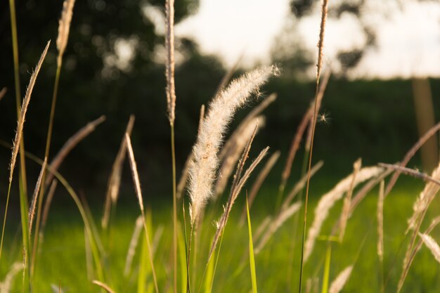 Blühendes Gras bei Sonnenaufgang.