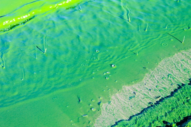 Blühendes grünes Wasser. Grünalgen verschmutzter Fluss