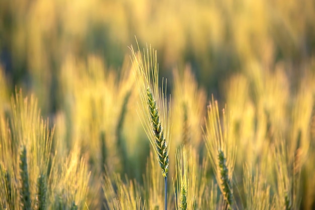 Blühendes grünes Weizenfeld Agronomie und Landwirtschaft Lebensmittelindustrie