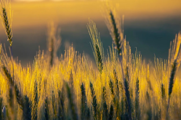 Blühendes grünes Weizenfeld Agronomie und Landwirtschaft Lebensmittelindustrie