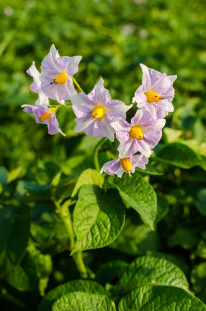 Blühendes Kartoffelfeld.