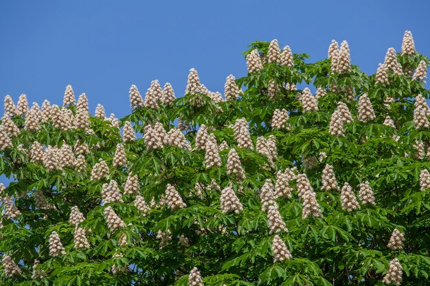 Blühendes Kastanienpferd Weiße Büschel von Kastanienblumen auf blauem Himmelshintergrund in Kiew, Ukraine