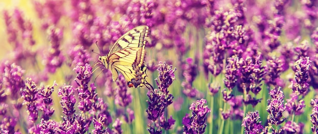 Blühendes Lavendelfeld. Schmetterling auf Blumen.