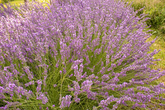 Blühendes Lavendelfeld. Sommerblumen. Selektiver Fokus Natur