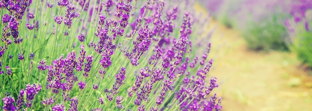 Blühendes Lavendelfeld. Sommerblumen.