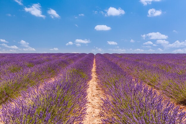 Blühendes Lavendelfeld unter dem hellen Sommerhimmel. Atemberaubende Landschaft mit sonnigem Lavendelfeld
