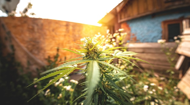 Blühendes Marihuana Wachsendes Cannabis Blatt einer Heilpflanze Ernten Sie einen blühenden Indica-Topf mit natürlichen Kräutern