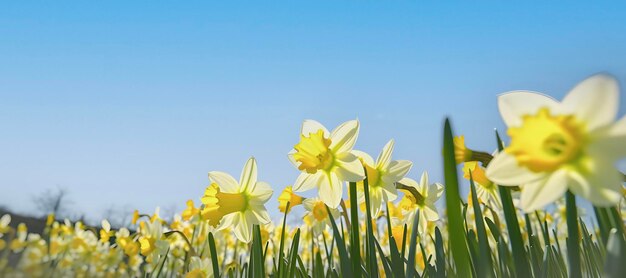 Blühendes Narzissenfeld sonniger Tag blauer Himmel Sonnenlicht Frühling Sommer Hintergrund ai generiert