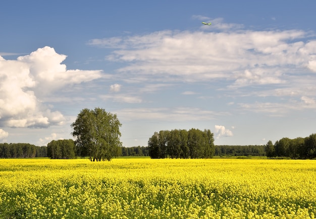 Blühendes Rapsfeld im Sommer