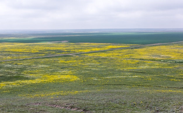 Blühendes Rapsfeld mit gelben Blüten