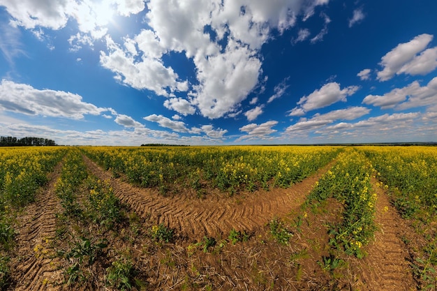 Blühendes Rapsfeld mit Traktoranzeige und blauer Himmel mit weißen Wolken, ultraweites Panorama in geradliniger Projektion