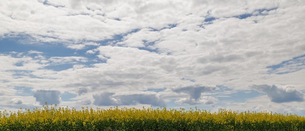 Blühendes Rapsfeld und blauer Himmel mit weißen Wolken