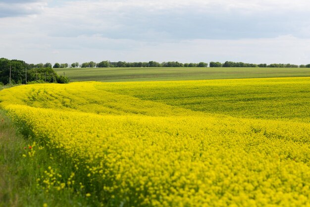 Blühendes Rapsfeld