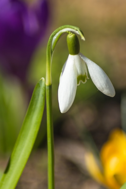 Blühendes Schneeglöckchen im Botanischen Garten