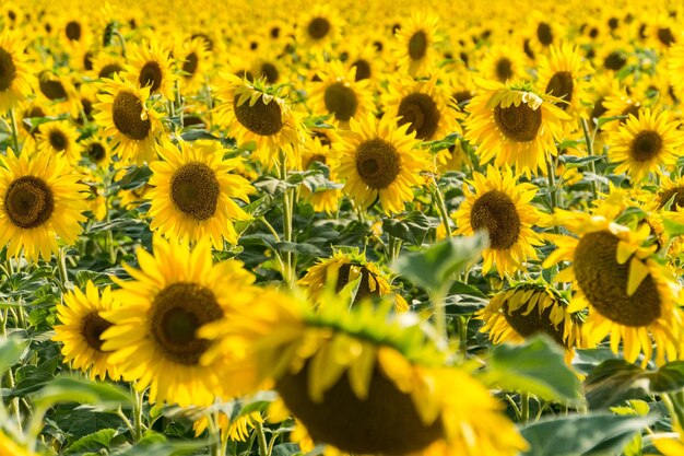 Blühendes Sonnenblumenfeld im Juli als Hintergrund. Produktionskonzept für Sonnenblumenöl