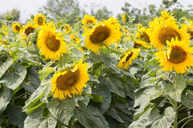 blühendes sonnenblumenfeld