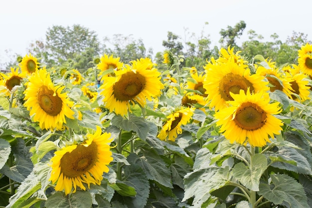 blühendes sonnenblumenfeld