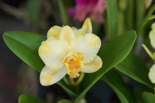 Blühendes Sonnenlicht des schönen Orchideenblumenhintergrundes