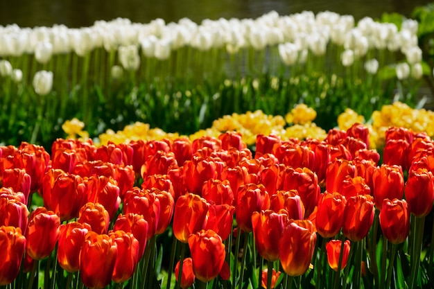 Blühendes Tulpenblumenbeet im Blumengarten Keukenhof, Niederlande